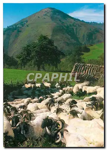 Moderne Karte Pays Basque Moutons Manech a l'entree de la bergerie