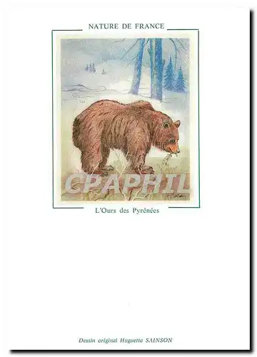 Cartes postales moderne Nature de France L'Ours des Pyrenees