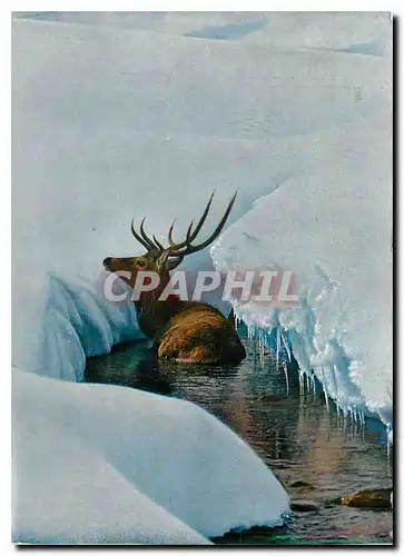 Cartes postales moderne Cervus elaphus L Rothisch Cerf Stag