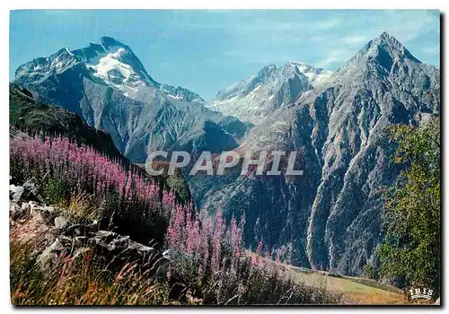 Cartes postales moderne Les Belles Alpes Fleuries