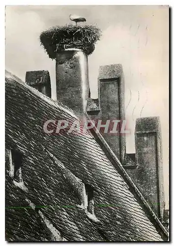 Cartes postales moderne Selestat Le Nid de Cigognes sur le toit de l'Arsenal