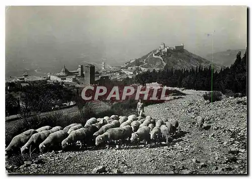 Cartes postales moderne Assisi Partiel panorama vue du mont Subasio Berger Moutons