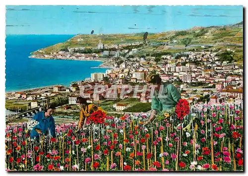 Cartes postales moderne Riviera dei Fiori Arma Panorama Raccolta dei fiori Vue generale Recolte des fleurs