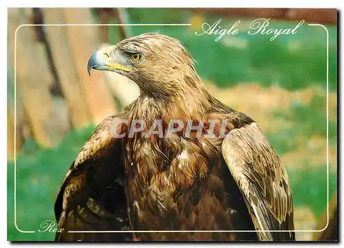 Moderne Karte Les Pyrenees Aigle Royal