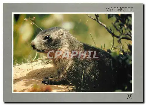 Cartes postales moderne Les Pyrenees Marmotte au Repos