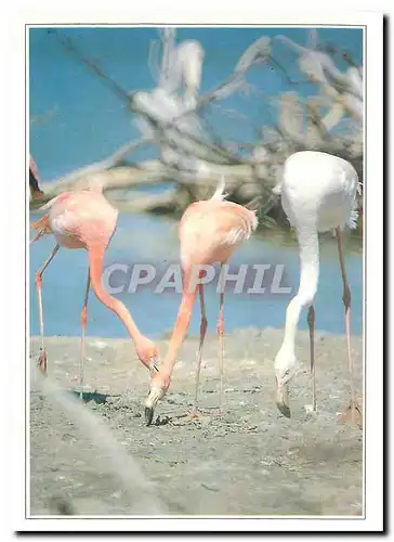 Cartes postales moderne Camargue Les Flamants Roses