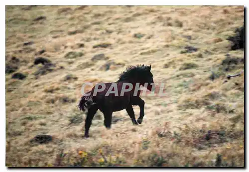 Photo Poney Cheval