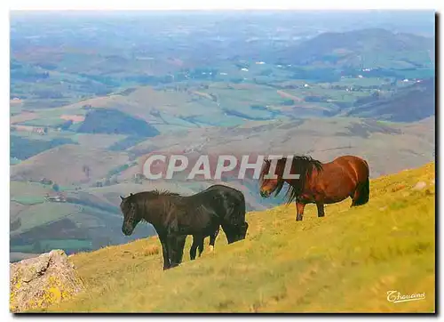 Cartes postales moderne Pays Basque Pottoks en montagne