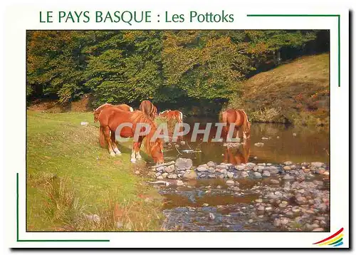Cartes postales moderne Le Pays Basque Les Pottoks
