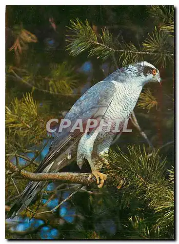 Cartes postales moderne Habicht Accipiter gentilis