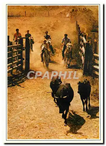 Cartes postales moderne En Camargue Depart pour la Brivado