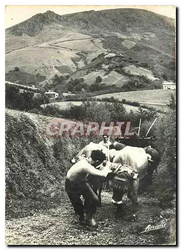 Cartes postales moderne Attelage en Pays Basque