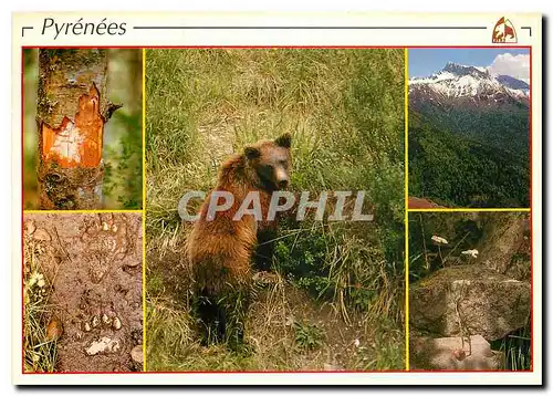 Cartes postales moderne Les Pyrenees Ecorcage a la recherche d'insectes Ours