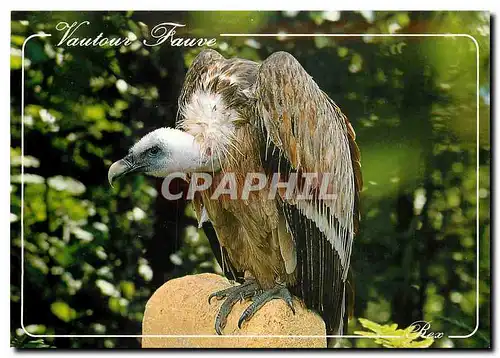 Moderne Karte Les Pyrenees Vautour Fauve