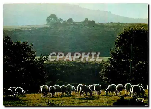 Cartes postales moderne Scene pastorale