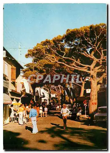 Cartes postales moderne Hyeres les Palmiers Le joli site de la Capte