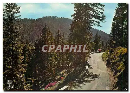 Cartes postales moderne Peira Cava Alpes Maritimes La Grande Foret de Turini