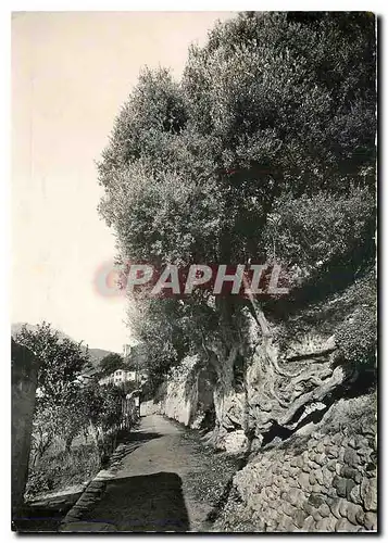 Moderne Karte Roquebrune Village Le roi des rois des oliviers