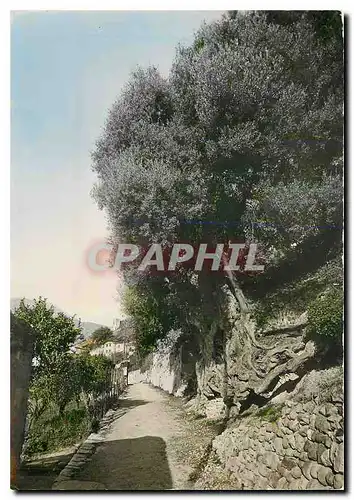 Cartes postales moderne Roquebrune Village Le roi des rois des oliviers