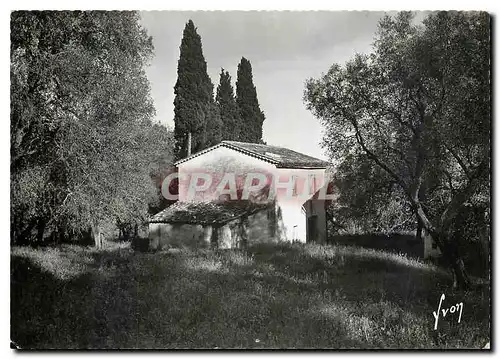 Cartes postales moderne Grasse Alpes Maritimes Au millieu d'oliviers et cypres mas des environs