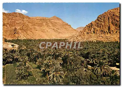 Cartes postales moderne Le Maroc pittoresque Tinerhir Gorges du Todra