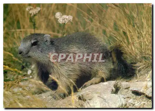 Cartes postales moderne Faune des Alpes La Marmotte