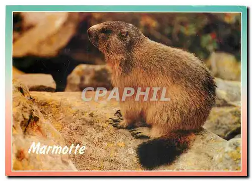 Cartes postales moderne Marmotte