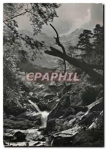 Cartes postales moderne La Corse Ile de Beaute Foret de Vizzayona Torrent en haute montagne