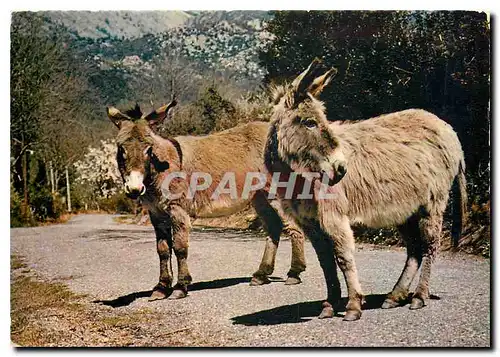 Moderne Karte Rencontre sur les routes de corse Ane Mule