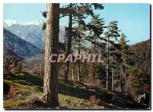 Cartes postales moderne La Corse oasis de beaute Vizzavona Un coin