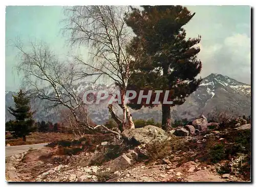 Cartes postales moderne Couleurs et Lumiere de France La Corse oasis de Beaute Col de Vergio