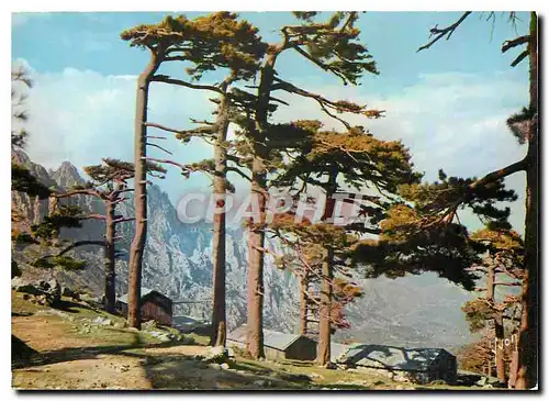 Cartes postales moderne Couleurs et Lumiere de France La Corse oasis de Beaute Col de Bavella