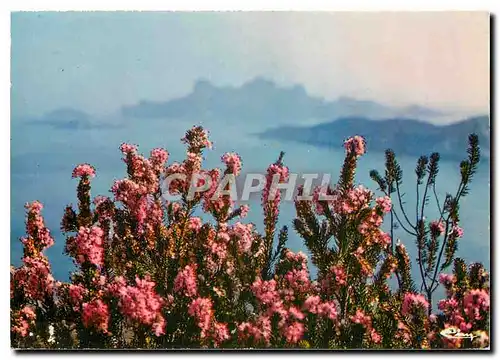 Moderne Karte Fleur Au Soleil de la Corse Bruyere