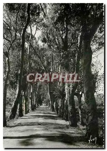 Cartes postales moderne De Calvi a Lumio Corse Route bordee d'eucalyptus
