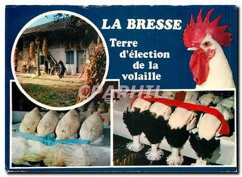 Cartes postales moderne La Bresse Poulet