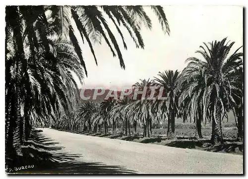 Cartes postales moderne Cavalaire sur Mer Var Croix Valmer L'allee de Pardigon