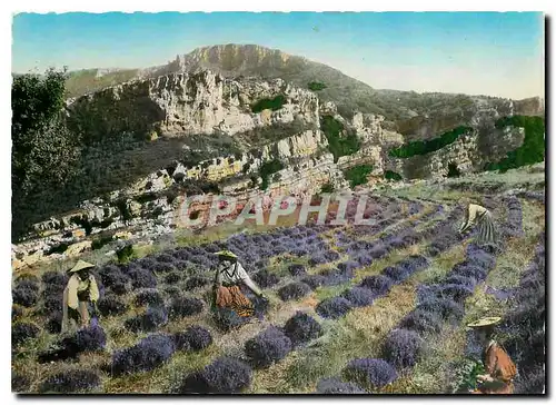Cartes postales moderne Gourdon Alpes Maritimes Cueillette de la Lavande
