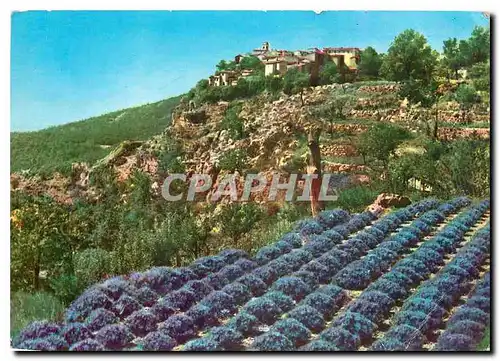 Cartes postales moderne Gourdon Culture de la Lavande