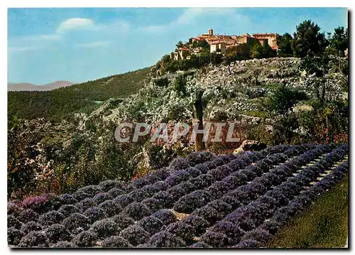 Cartes postales moderne Gourdon AM Culture de la Lavande