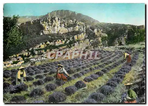 Cartes postales moderne Gourdon Alpes Maritimes Cueillette de la Lavande