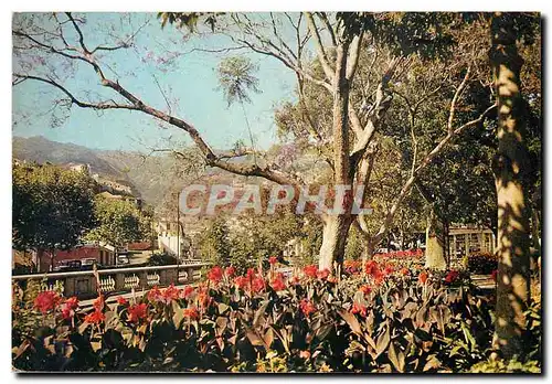 Cartes postales moderne Madeira Jardins da Praca de Tenerife Funchal