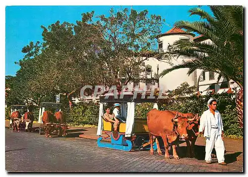 Cartes postales moderne Madeira Funchal Portugal Transporte Tipico