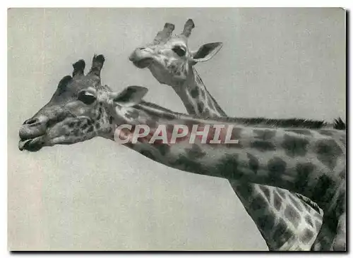 Cartes postales moderne Girafes Giraffa camelopardalis