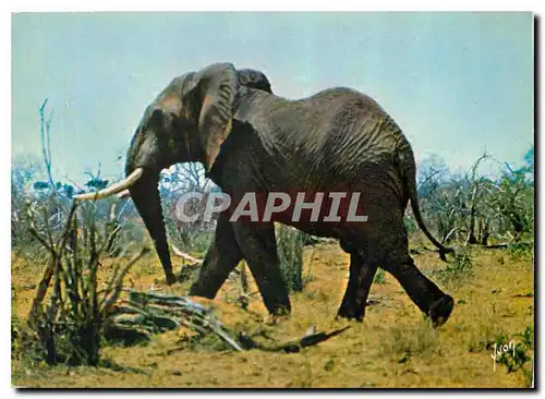 Cartes postales moderne Les animaux d'afrique Jeune Elephant de Savane