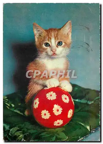 Cartes postales moderne Chat Chaton