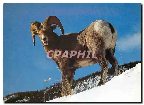 Cartes postales moderne Ovis Canadensis Dickhornschat Bighorn Sheep