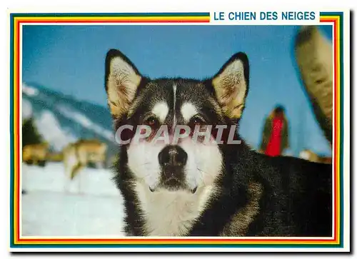 Cartes postales moderne Le Chien des Neiges