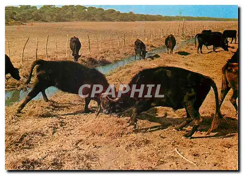 Cartes postales moderne En Camargue B du R Combat de Taureaux