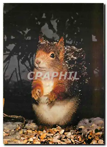 Cartes postales moderne Eichhornchen Ecureuil Red Squirrel