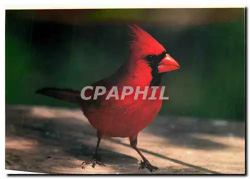 Cartes postales moderne Northern Cardinal Cardinalis Cardinalis